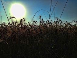 incredible beauty wheat field