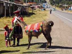 Picture of the lama in peru