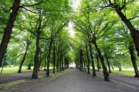 trees alley in a park