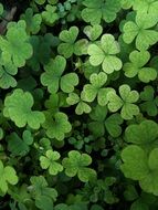 green clover leaf