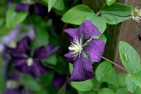 Side view of the purple flower clematis