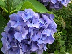 beautiful blue hydrangea