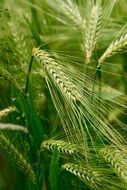 Green wheat ary nature plant grain