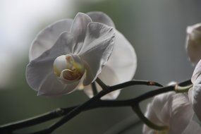 stunning orchid blossom