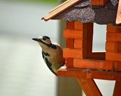 woodpecker bird in the house