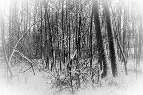 winter forest in snow in black and white image