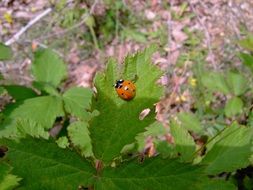 ladybug on a green bush under the bright sun