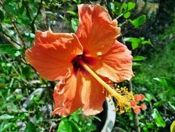 orange hibiscus close up