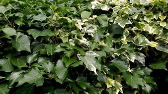 ivy dark green leaves closeup