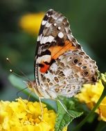 butterfly on a yellow flower on a plant on a blurred background