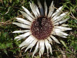 silver thistle bloom