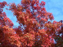 tree with red foliage in October