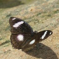 black butterfly with white spots