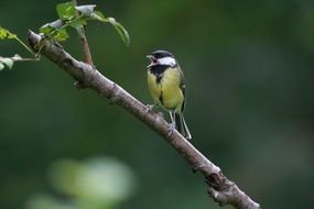 bird on a thin branch