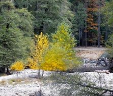 trees in autumn in the yosemite national park