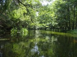 river in the green thickets of the forest