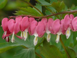 pink bleeding hearts is pink decorative flowers