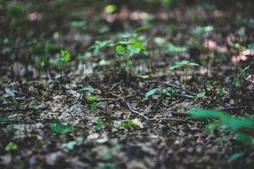 young plants on the forest ground