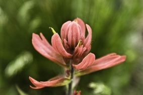 young flower in springtime