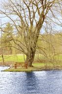 landscape of wooden bench near a tree by the lake