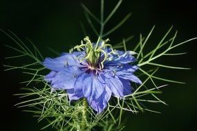 Blue flower blossom in green plant
