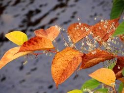 branch with yellow leaves above the water