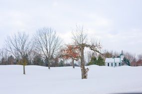 apple trees in the garden in winter