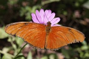 big orange butterfly on a flower