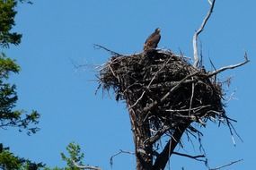 nesting bitd