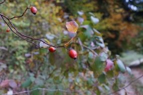 closeup photo of Red rose hip tree bush