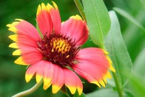 garden red flower with yellow border