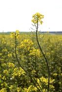 Green and yellow oilseed rape flowers on the field