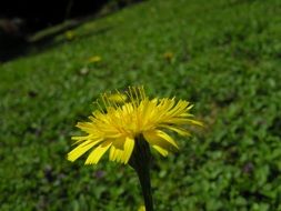 wondrous dandelion