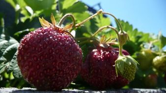 ripe strawberries in the garden on a sunny day