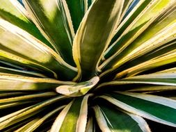 white and green agave leaves