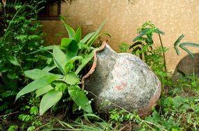 green plants in an abandoned pot in the garden