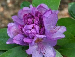 purple rhododendron flower open macro