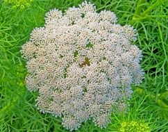 Beautiful colorful queen wildflowers