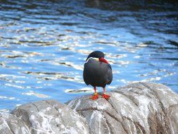 Colorful bird in Devon