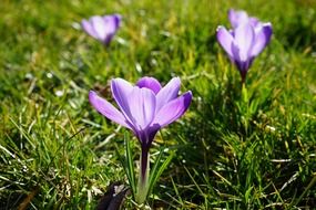 photo of blooming purple crocus