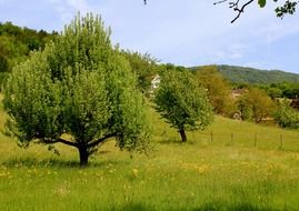 delicate and beautiful meadow