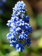 photo of blooming purple hyacinth