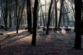 Colorful animals in the beautiful forest in the glare of light