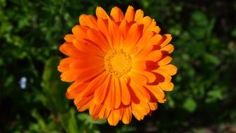 picture of the orange dahlia