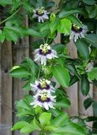 Passiflora, passionflowers, blooming plant