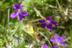 wondrous cranesbill