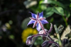 Beautiful violet and purple flower at blurred background