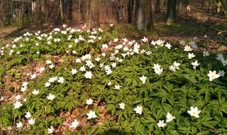 Beautiful flowers in Oederan