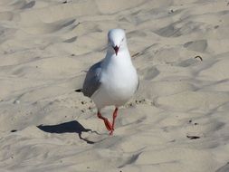 white seagull on the sand on the beach