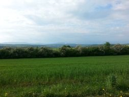 landscape of spring green meadow